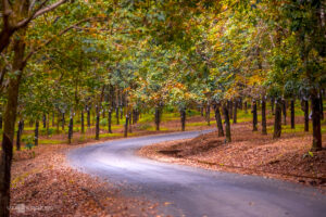 Thuê Xe Hợp Đồng Bình Phước